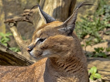 Caracal, Caracal caracal, büyük bir yüksekliğe atlayabilir