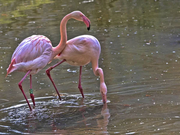 Flamant rose, Phoenicopterus ruber roseus, accouplement printanier — Photo