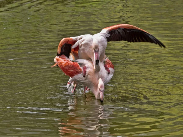 Flamant rose, Phoenicopterus ruber roseus, accouplement printanier — Photo