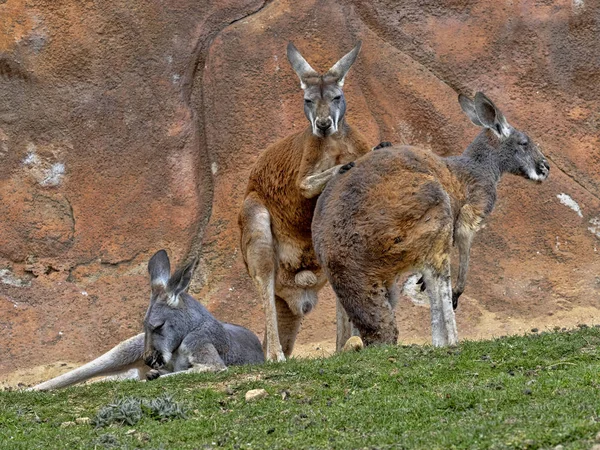 Сім'я Червоний кенгуру, Macropus Руфус, на пасовищі — стокове фото