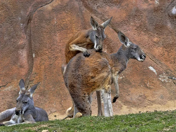 Сім'я Червоний кенгуру, Macropus Руфус, на пасовищі — стокове фото