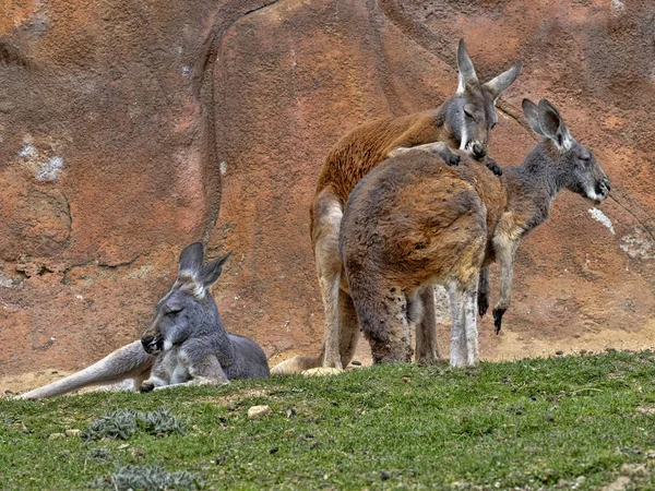 Сім'я Червоний кенгуру, Macropus Руфус, на пасовищі — стокове фото