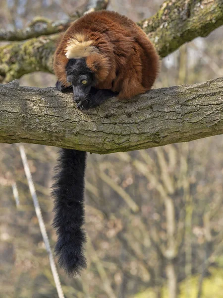 Röd ruterstick Lemur, varecia rubra, sitter på ett träd och tittar runt — Stockfoto