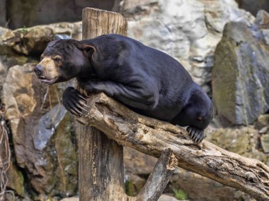 Malayan Güneş ayı, Helarctos malayanus, gövde tırmanıyor
