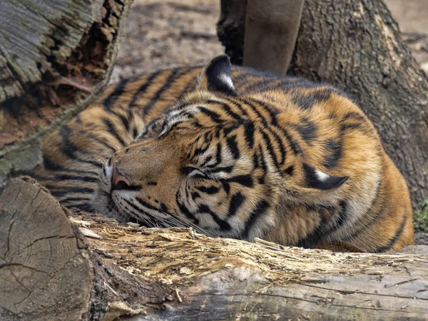 Panthera tigris sumatrae, Sumatran Tiger lies on a large trunk — Stock Photo, Image