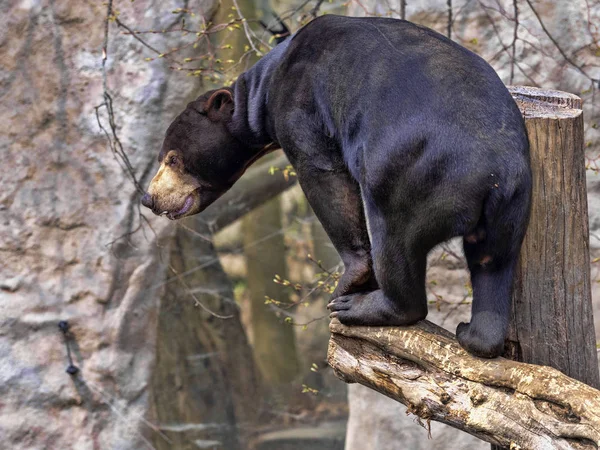 Malayan sol björnen, Helarctos malayanus, klättrar stammen — Stockfoto