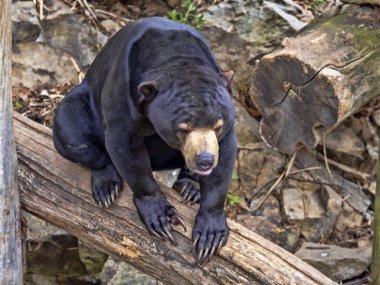 Malayan Güneş ayı, Helarctos malayanus, gövde tırmanıyor