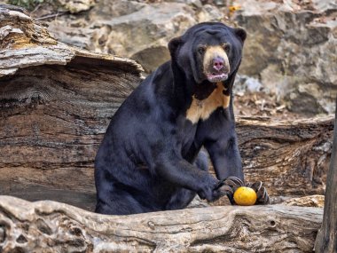 Malayan sun bear, Helarctos malayanus, climbs the trunk clipart