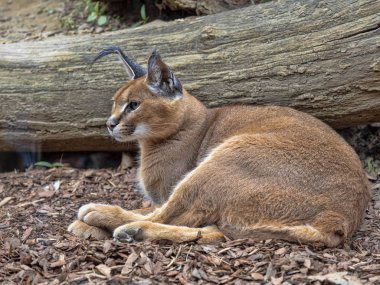 Caracal, Caracal caracal, büyük bir yüksekliğe atlayabilir
