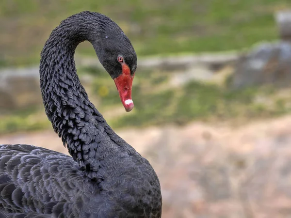 Retrato do Cisne Negro Australiano, Cygnus atratus — Fotografia de Stock