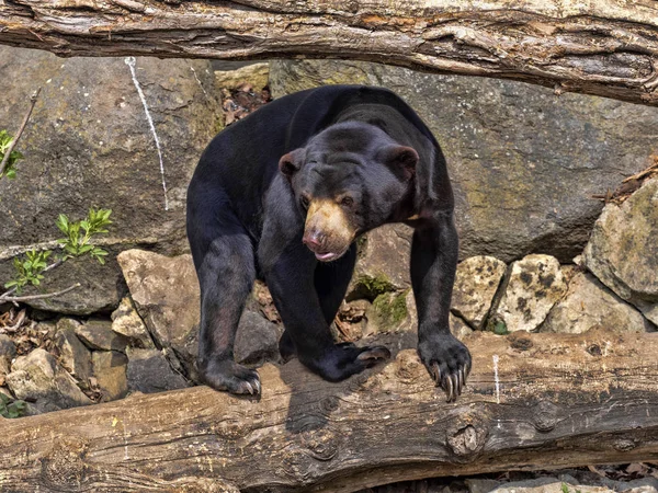 Urso-sol malaio, Helarctos malayanus, sobe o tronco — Fotografia de Stock