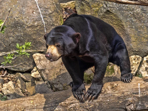 Urso-sol malaio, Helarctos malayanus, tem garras enormes em suas pernas dianteiras — Fotografia de Stock