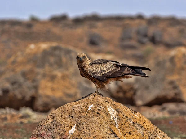 Aquilone nero, Milvus migrans, appoggiato su una pietra, Etiopia — Foto Stock