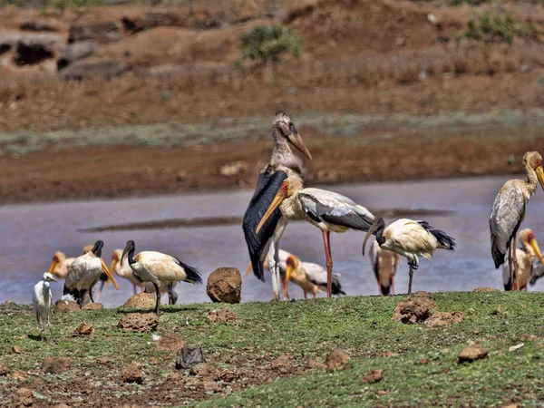 Wasservögel am Ufer eines Sees, Äthiopien — Stockfoto