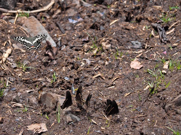 Mariposas tropicales chupan agua del barro en el lago Tana en Etiopía — Foto de Stock