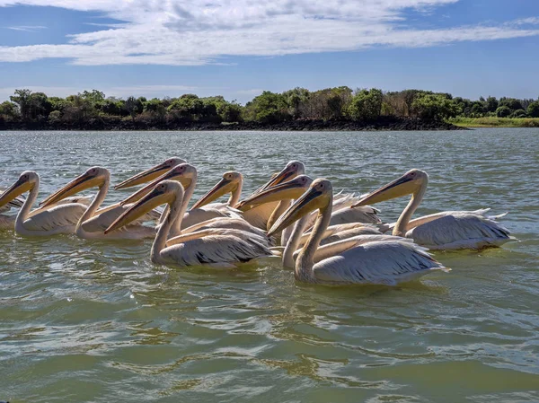 Большой белый пеликан Pelecanus onocrotalus, рыбы на озере Тана в Эфесии — стоковое фото