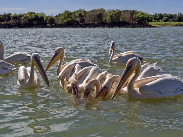 Grande Pelicano Branco.Pelecanus onocrotalus, peixes no Lago Tana, na Etiópia — Fotografia de Stock