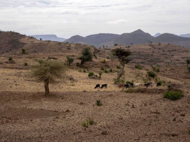 Kuzey Etiyopya'da tepelik manzara