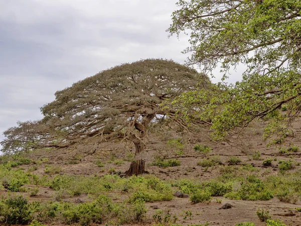 Τα ψηλά δέντρα κυριαρχούν στη Βόρεια Αιθιοπία — Φωτογραφία Αρχείου
