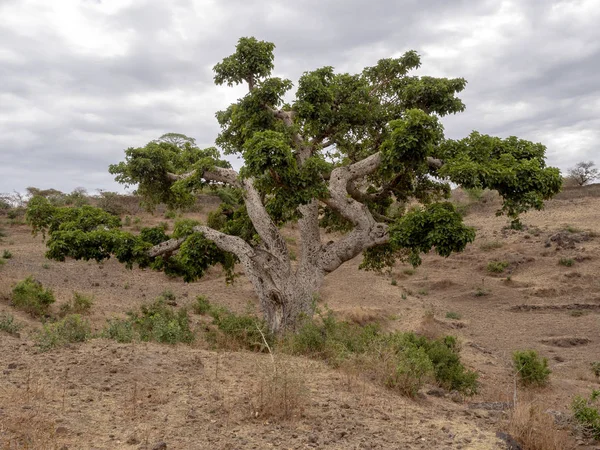 The tall trees dominate northern Ethiopia