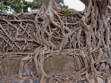 Gondar, Etiyopya, Fasil Ides Bath, drene edilmiş bir havuzda büyük gövdeleri bir karmaşa