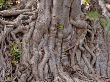 Gondar, Etiyopya, Fasil Ides Bath, drene edilmiş bir havuzda büyük gövdeleri bir karmaşa