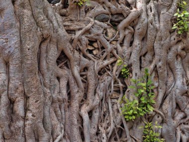 Gondar, Etiyopya, Fasil Ides Bath, drene edilmiş bir havuzda büyük gövdeleri bir karmaşa