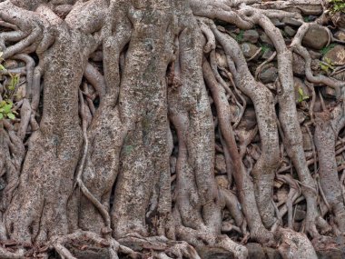 Gondar, Etiyopya, Fasil Ides Bath, drene edilmiş bir havuzda büyük gövdeleri bir karmaşa