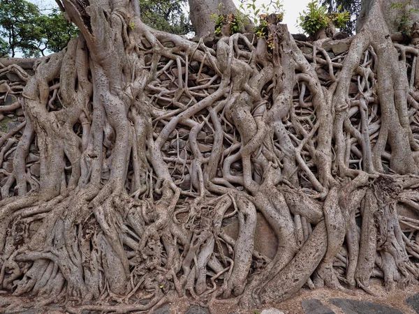 Gondar, Äthiopien, Fasil-Ides-Bad, ein Gewirr massiver Stämme in einem trockengelegten Pool — Stockfoto