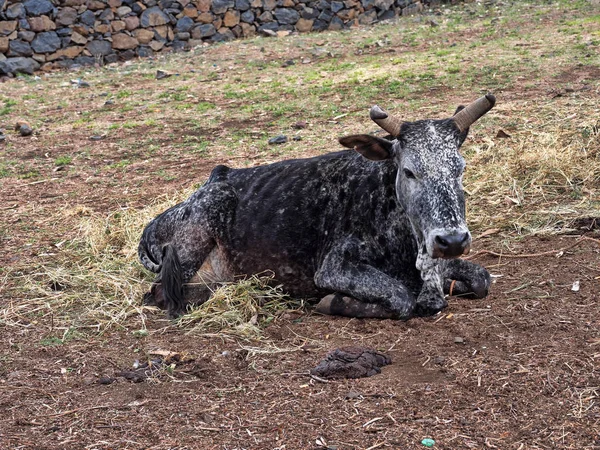 Lying Domestic Cattle, Ethiopia,