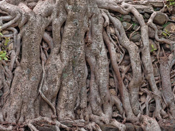 Gondar, Etiyopya, Fasil Ides Bath, drene edilmiş bir havuzda büyük gövdeleri bir karmaşa