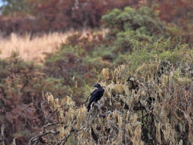 Kalın gagalı kuzgun (Corvus crassirostris), büyük bir kuş, Siemen Dağı Milli Parkı, Etiyopya