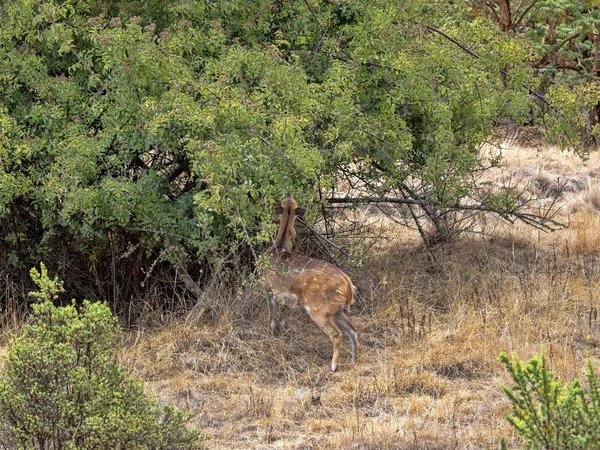 Zeer zeldzame endemische Menelik's Bushbucktragelaphus scriptus meneliki, in Siemen Mountain National Park, Ethiopië — Stockfoto