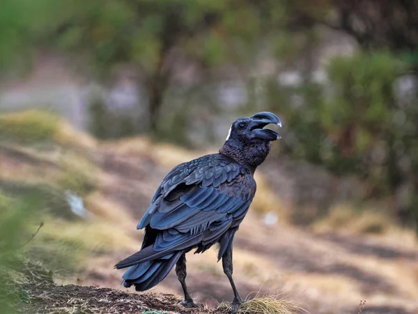 Kruk gruby, Corvus crassirostris, to duży ptak, Park Narodowy Siemen Mountain, Etiopia — Zdjęcie stockowe