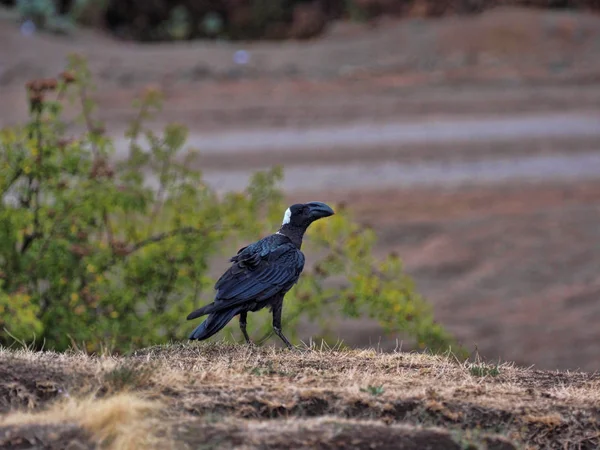 Tjocknäbbad korp, Corvus crassirostris, är en stor fågel, Siemen Mountain National Park, Etiopien — Stockfoto