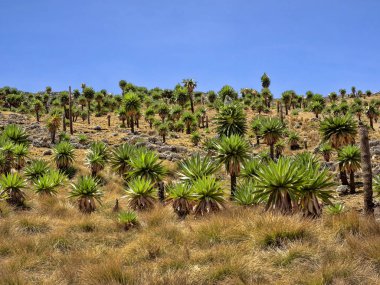 Büyük Lobelia, Etiyopya Simien Dağları Milli Parkı Lobelia rhynchopetalum