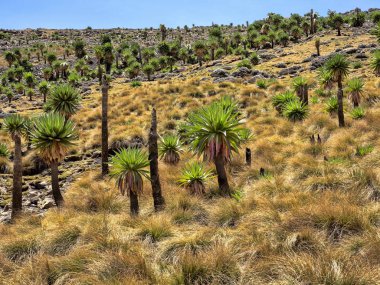 Büyük Lobelia, Etiyopya Simien Dağları Milli Parkı Lobelia rhynchopetalum
