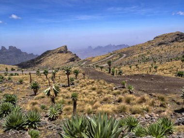 Büyük Lobelia, Etiyopya Simien Dağları Milli Parkı Lobelia rhynchopetalum