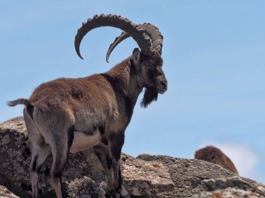 Capra walia, Walia ibex, nadir ibex, Etiyopya Simien Dağları'nda yaklaşık 500 hayvan yaşıyor.