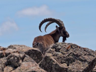 Capra walia, Walia ibex, is the rarest ibex, in the Simien Mountains of Ethiopia lives about 500 animals. clipart