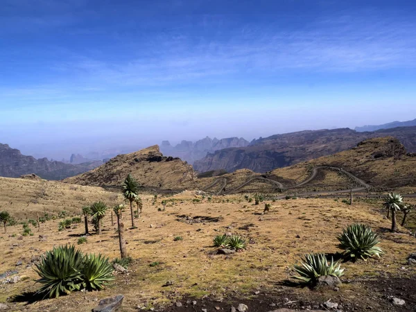 Большая Лобелия, Lobelia rhynchopetalum в Национальном парке Simien Mountains в Эфиопии — стоковое фото