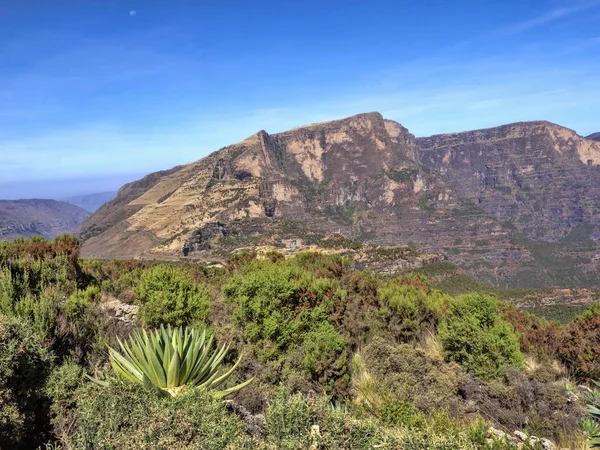 Lobelia grande, Lobelia rhynchopetalum en el Parque Nacional de las Montañas Simien en Etiopía — Foto de Stock