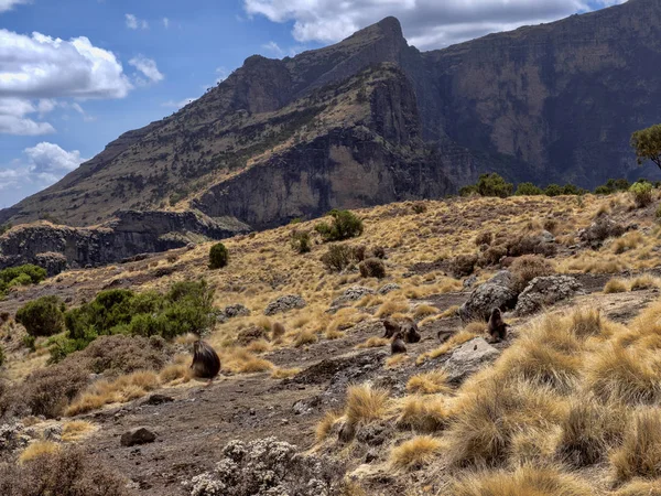 El grupo Gelada, Theropithecus gelada, se alimenta en el Parque Nacional de las Montañas Simien en Etiopía . — Foto de Stock