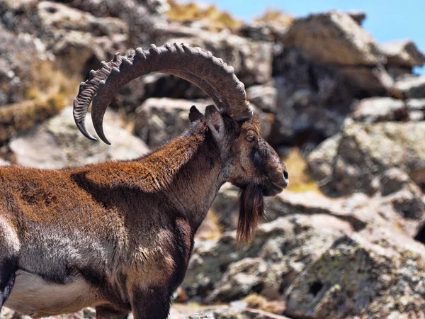 Capra walia, Валия косуля, является редчайшим косуля, в горах Simien Эфиопии живет около 500 животных . — стоковое фото