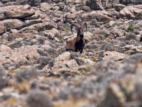 Capra walia, Walia ibex, é o ibex mais raro, nas montanhas Simien da Etiópia vive cerca de 500 animais . — Fotografia de Stock