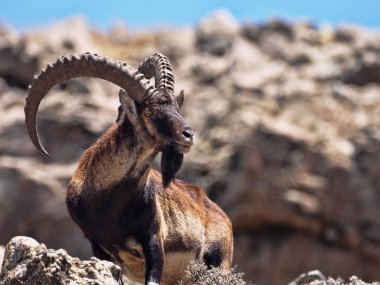 Capra walia, Walia ibex, nadir ibex, Etiyopya Simien Dağları'nda yaklaşık 500 hayvan yaşıyor.