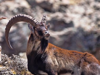 Capra walia, Walia ibex, nadir ibex, Etiyopya Simien Dağları'nda yaklaşık 500 hayvan yaşıyor.