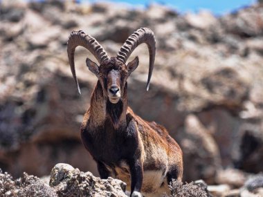 Capra walia, Walia ibex, nadir ibex, Etiyopya Simien Dağları'nda yaklaşık 500 hayvan yaşıyor.