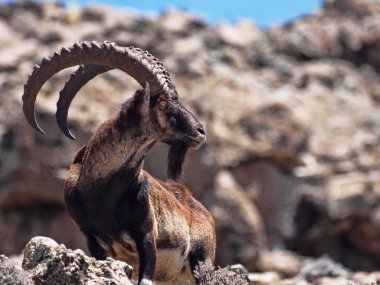 Capra walia, Walia ibex, nadir ibex, Etiyopya Simien Dağları'nda yaklaşık 500 hayvan yaşıyor.