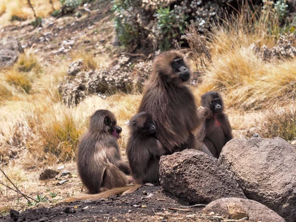 Grupo Gelada, gelada Theropithecus, nas Montanhas Simien da Etiópia — Fotografia de Stock